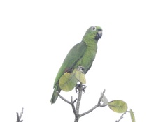 Amazona ochrocephala