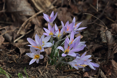Crocus adanensis