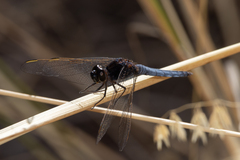 Crocothemis nigrifrons