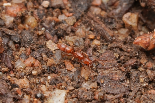 Orange Crypt Ant