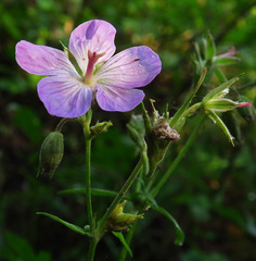 Geranium viscosissimum incisum