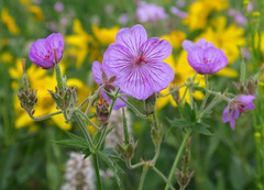 Geranium viscosissimum incisum