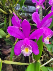 Cattleya harrisoniana