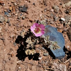 Sphaeralcea philippiana