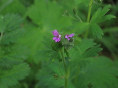 Geranium dissectum