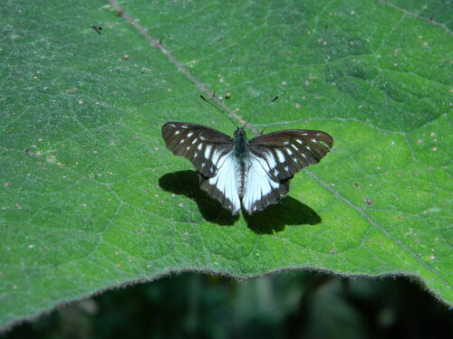 Catasticta hebra