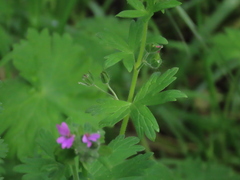 Geranium dissectum