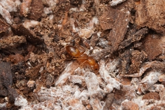 Camponotus festinatus