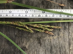 Carex longebrachiata