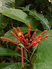 Isertia coccinea