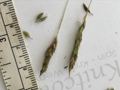 Carex longebrachiata