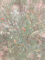 Osyris alba
