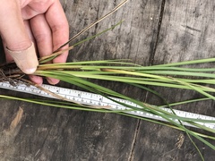 Carex longebrachiata