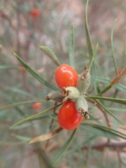Osyris alba