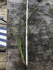 Carex longebrachiata