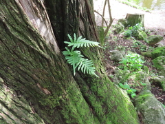 Polypodium cambricum