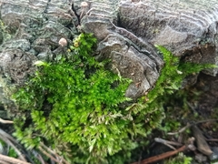 Homalothecium sericeum
