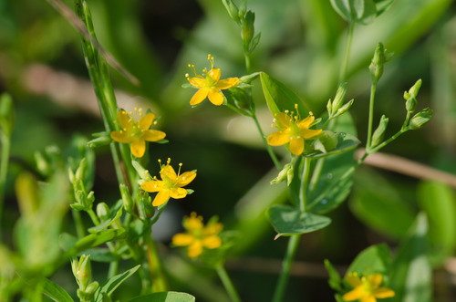 Hypericum mutilum
