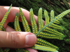 Polypodium cambricum