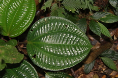 Phyllagathis rotundifolia