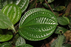 Phyllagathis rotundifolia