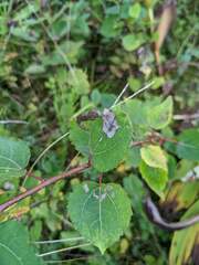 Phyllocnistis labyrinthella