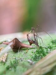 Argyrodes alannae