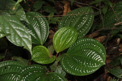 Phyllagathis rotundifolia