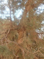 Juniperus turbinata