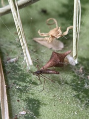 Argyrodes alannae