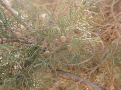 Juniperus turbinata