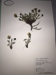 Oxytropis maydelliana