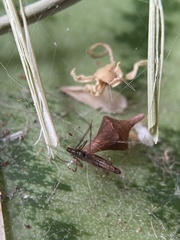 Argyrodes alannae