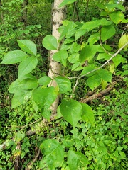 Staphylea trifolia