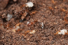 Pheidole fallax