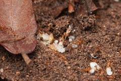 Pheidole fallax