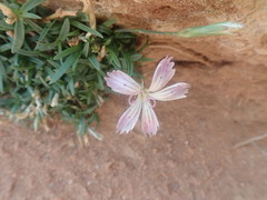 Dianthus strictus