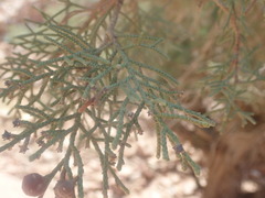 Juniperus turbinata