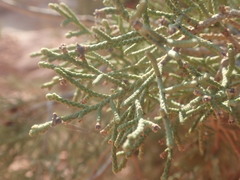 Juniperus turbinata