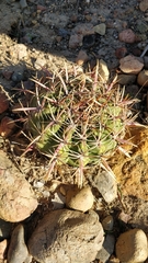 Ferocactus viridescens