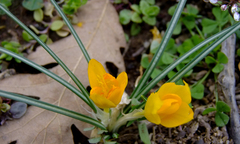 Crocus sieheanus