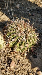 Ferocactus viridescens