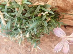 Dianthus strictus