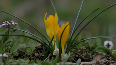 Crocus sieheanus