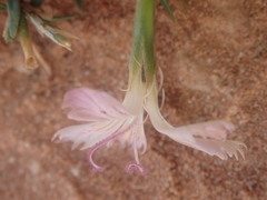 Dianthus strictus