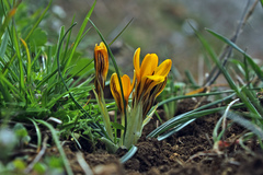 Crocus vitellinus