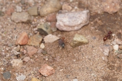 Myrmecocystus melliger