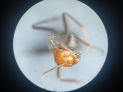 Myrmecocystus melliger