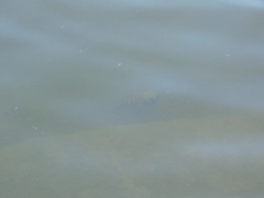 Oreochromis mossambicus
