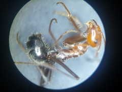 Myrmecocystus melliger